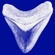 أيقونة البرنامج: SharkToothID