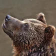 Ikona programu: Animal Sounds