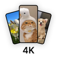 Programın simgesi: Flair Wallpaper