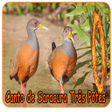 プログラムのアイコン：Mestre Canto de Saracura …
