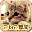 Ikon program: Cat Healing Life