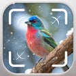 程序图标：Bird Identifier: Bird Id