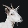 プログラムのアイコン：Qurbani App