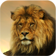 程序图标：Lion Wallpapers