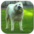 Icon of program: Funny Dog Video Live Wall…