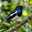 Icon of program: Relax Birds Sounds