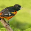 Icon of program: Relax Birds Sounds