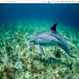 Programikonen: Wallpapers for Chrome