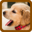 プログラムのアイコン：DOG PUPPY WALLPAPERS