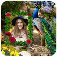 程序图标：Peacock Photo Frames