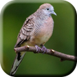Icon of program: Suara Burung Perkutut Ban…