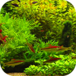 Programikonen: Real Aquarium Wallpaper