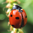 プログラムのアイコン：Ladybug Wallpapers