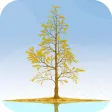 Ginkgo Tree Live Wallpaper