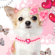 Ikona programu: Dog Wallpaper Me and My P…