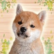Ikon program: My Puppies