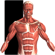 Icono de programa: Visual Anatomy 2