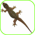 Programikonen: Lizard Fall