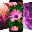 Flower Wallpapers in HD 4K
