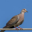 Иконка программы: Spotted dove Sounds ~ Sbo…
