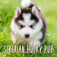程序图标：Siberian Husky Pup Theme