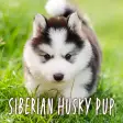 Siberian Husky Pup Theme