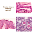 Icoon van programma: HISTOLOGIA VITAIS