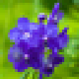 Ícone do programa: Summer Flower Screensaver