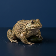 プログラムのアイコン：Thai Frog Sounds