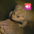 Programın simgesi: Thai Frog Sounds