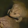Thai Frog Sounds