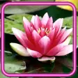 Lotus Lily Water