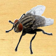程序图标：Smash insect