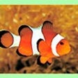 ไอคอนของโปรแกรม: Clownfish for Skype