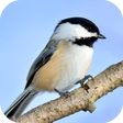 Programikonen: Chickadee Sounds