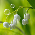 Icon of program: May-lily Live Wallpaper
