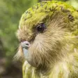 Appp.io - New Zealand Bird Sounds