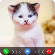 Ikon program: cat fake video call prank