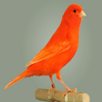 Icon of program: Canary