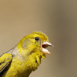 أيقونة البرنامج: Canary