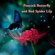 Butterfly and Red Spider Lily