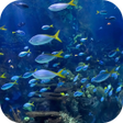 أيقونة البرنامج: Aquarium 4K Video Wallpap…