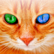 Programikonen: Translator for Cats Prank