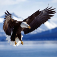 Programikonen: Bald Eagle HD Wallpaper