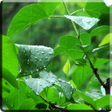 Programikonen: Rainstorm Video Live Wall…