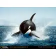 National Geographic Killer Whale Breaching Wallpaper