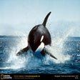 Symbol des Programms: National Geographic Kille…