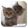 Programikonen: Q Cats Live Wallpaper