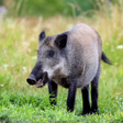 程序图标：WildBoar Sounds - Hunting…