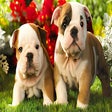 Programikonen: Cute Puppies Dogs Wallpap…